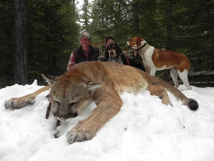 Silver Spur Outfitters - Guided Mountain Lion 1
