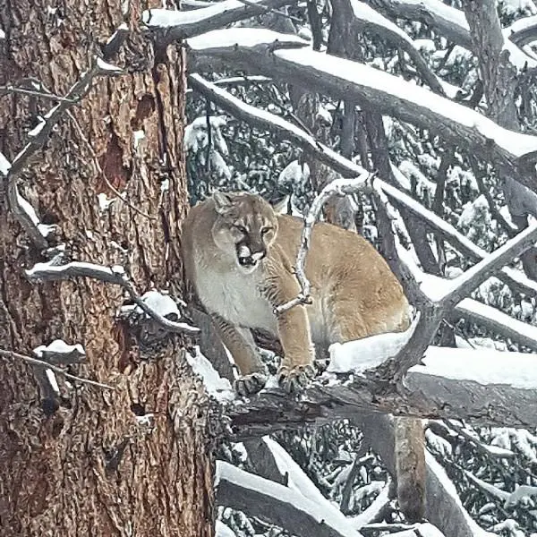 Capitol Peak Outfitters - Guided Mountain Lion Hunt 1