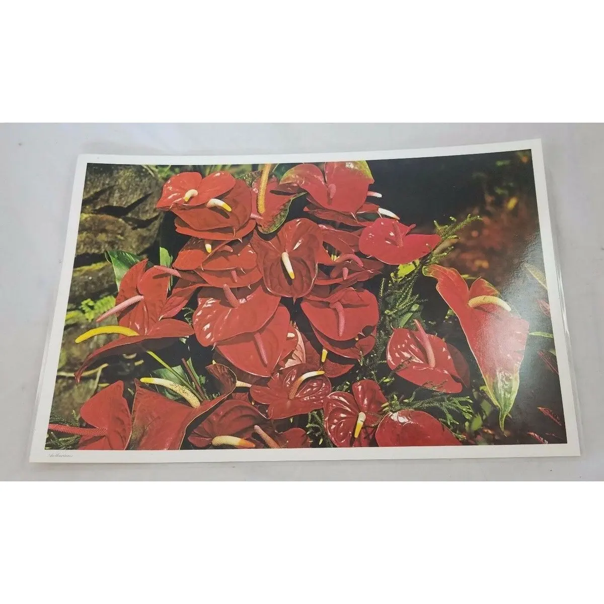 Vintage 70S Hawaiian Photo Souvenir Laminated Place Mats Polynesian Anthuriums 1
