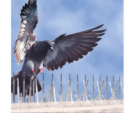 Plastic Bird Spike 1