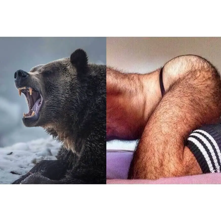 Naro Pinosa Growling Bear Postcard 1