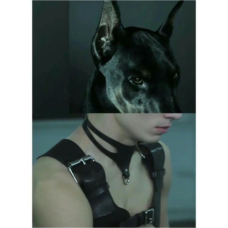 Naro Pinosa Doberman Leather Harness Postcard 1