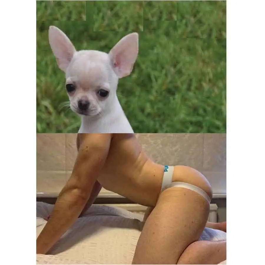 Naro Pinosa Chihuahua Jockstrap Butt Postcard 1