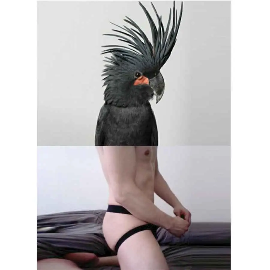 Naro Pinosa Parrot In Jockstrap Postcard 1