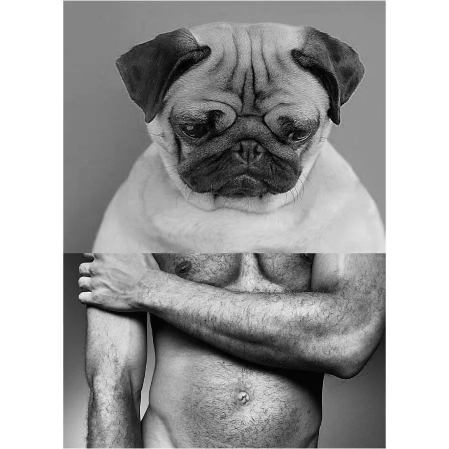 Naro Pinosa Pug Man Postcard 1