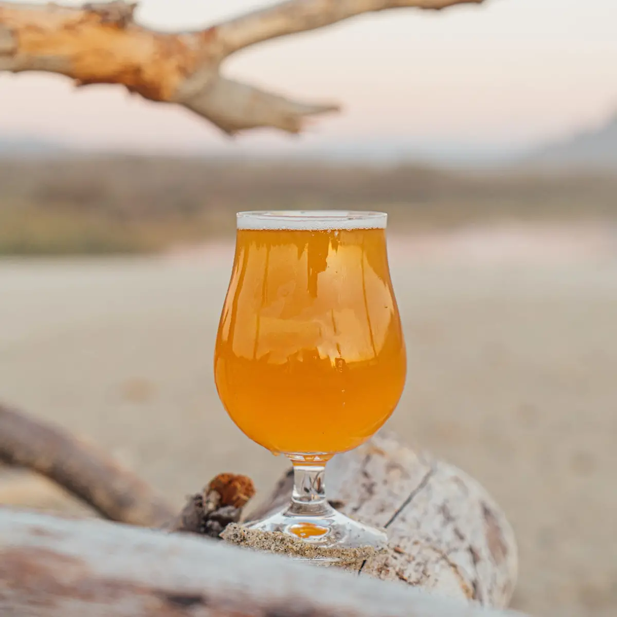Habanero Cerveza 1