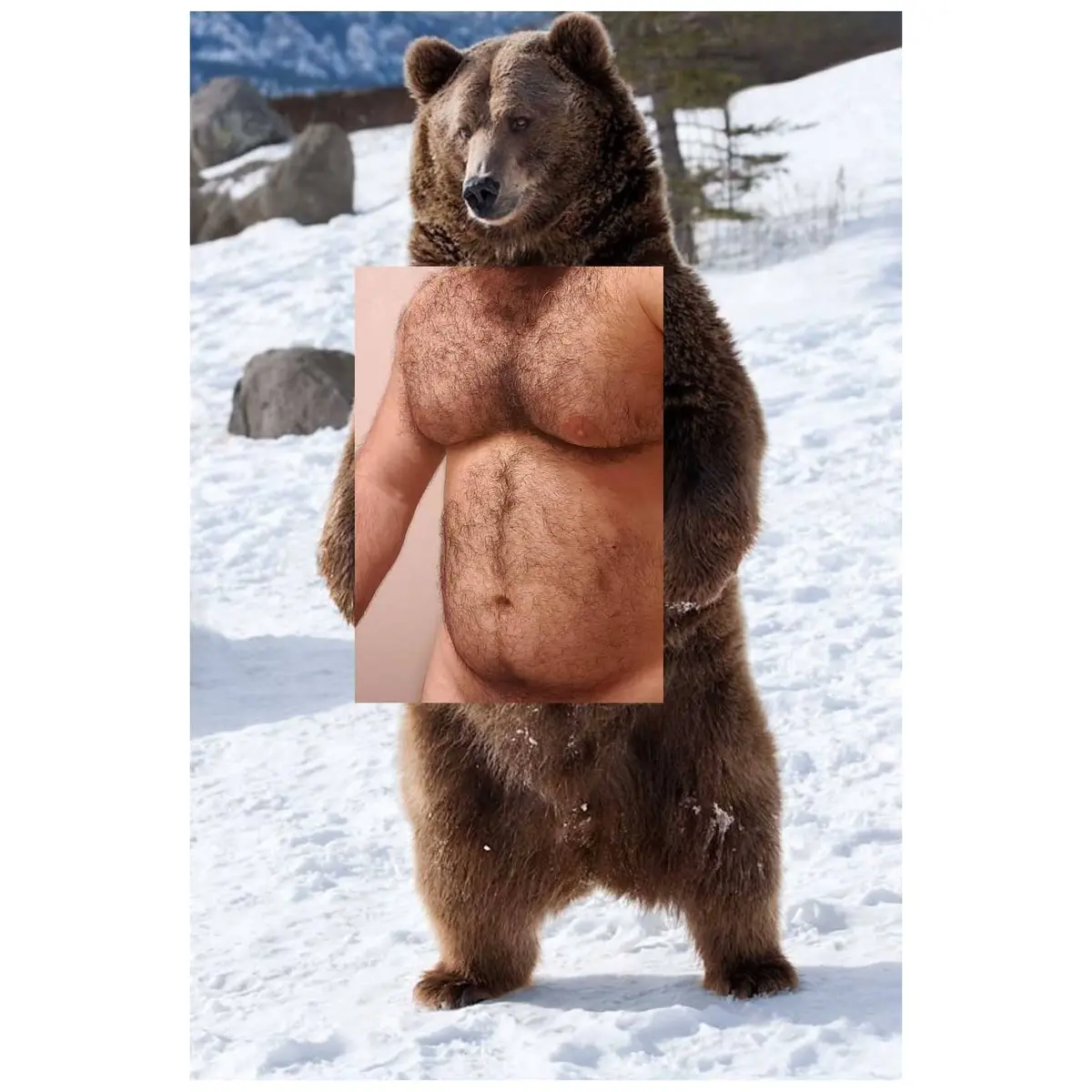 Naro Pinosa Standing Grizzly Bear Postcard 1