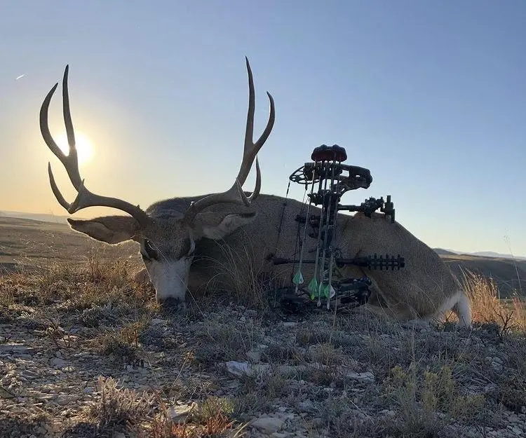 Bloody Creek Outfitters - Fully Guided Sd Bow Hunt 1