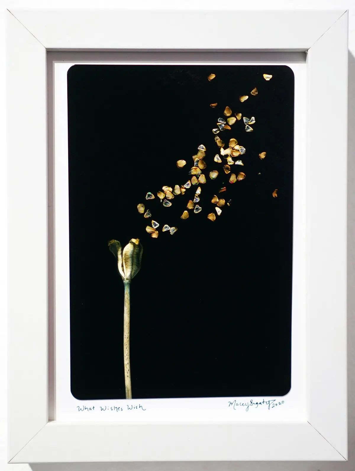 "What Wishes Wish" Framed Photo | By Macey "The Sigatree Photography" Sigaty 1